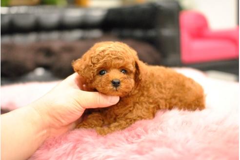 成約済の茨城県のタイニープードル-74184の8枚目