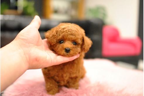 成約済の茨城県のタイニープードル-74184の7枚目