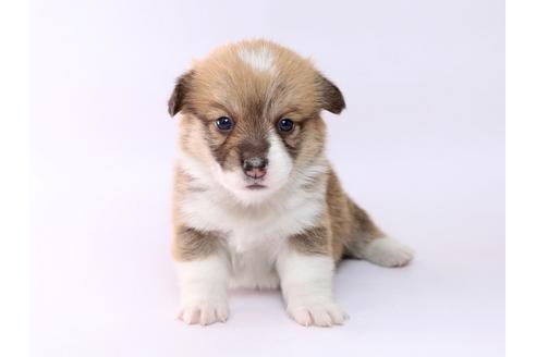 成約済の栃木県のウェルシュコーギーペンブローク-74189の1枚目