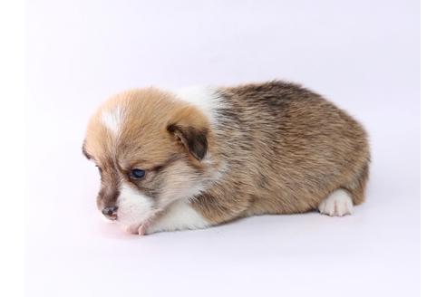 成約済の栃木県のウェルシュコーギーペンブローク-74189の3枚目