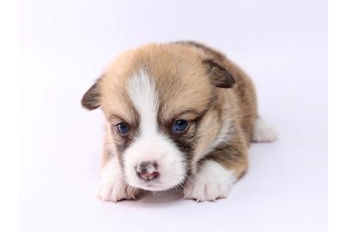 成約済の栃木県のウェルシュコーギーペンブローク-74192の1枚目