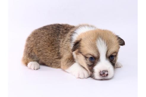 成約済の栃木県のウェルシュコーギーペンブローク-74192の3枚目