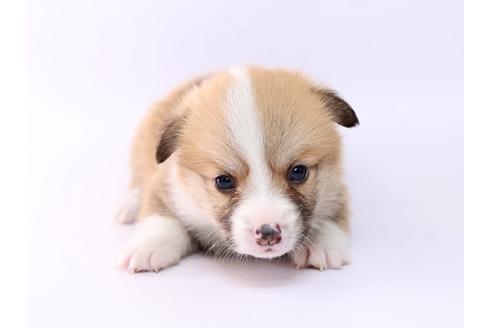 成約済の栃木県のウェルシュコーギーペンブローク-74193