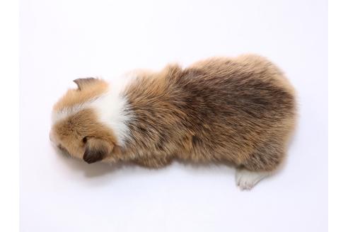 成約済の栃木県のウェルシュコーギーペンブローク-74193の2枚目