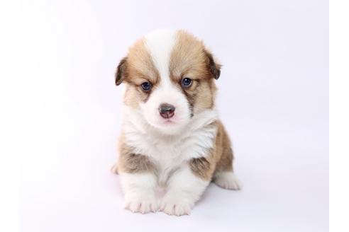 成約済の栃木県のウェルシュコーギーペンブローク-74196の1枚目