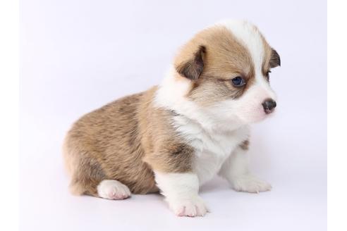 成約済の栃木県のウェルシュコーギーペンブローク-74196の3枚目