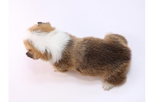 成約済の栃木県のウェルシュコーギーペンブローク-74196の2枚目