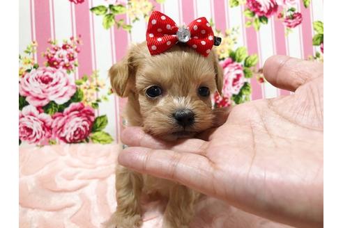 成約済の秋田県のミックス犬-73388