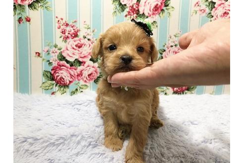成約済の秋田県のミックス犬-73395の1枚目