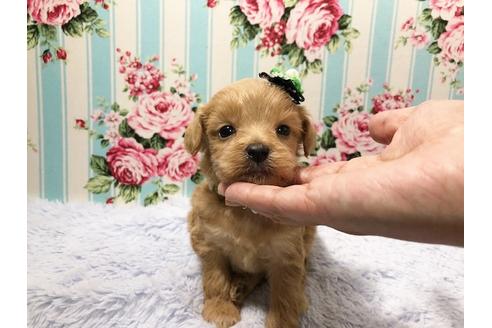 成約済の秋田県のミックス犬-73395の6枚目