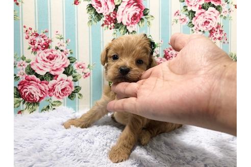 成約済の秋田県のミックス犬-73395の5枚目