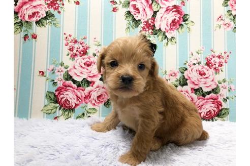 成約済の秋田県のミックス犬-73395の4枚目