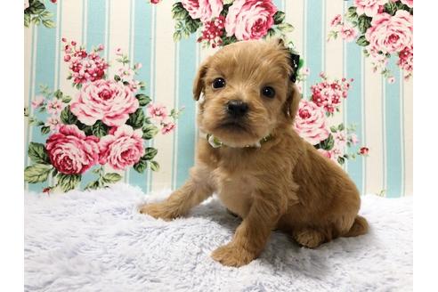 成約済の秋田県のミックス犬-73395の3枚目