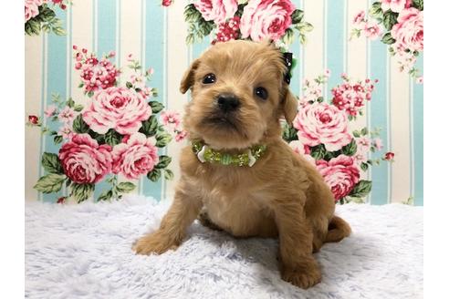 成約済の秋田県のミックス犬-73395の2枚目