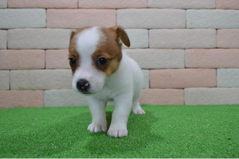 三重県のジャックラッセルテリア 男の子 19 05 02生まれ ホワイト タン 子犬id ブリーダーナビ