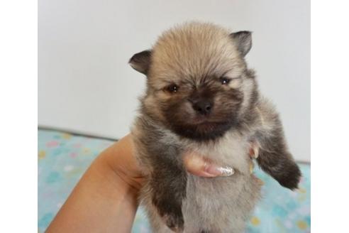 成約済の香川県のポメラニアン-74032の3枚目