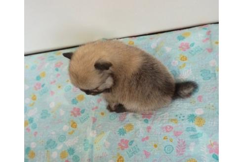 成約済の香川県のポメラニアン-74032の2枚目