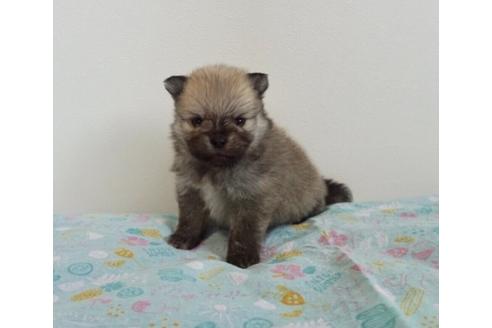 成約済の香川県のポメラニアン-74032