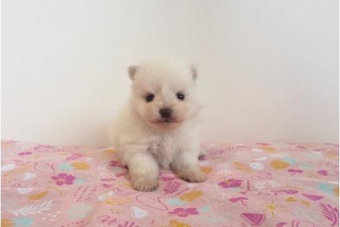 成約済の香川県のポメラニアン-74033の2枚目