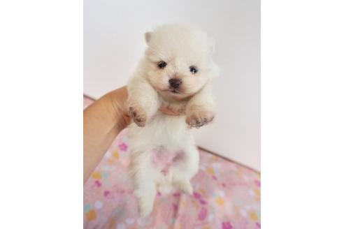 成約済の香川県のポメラニアン-74033