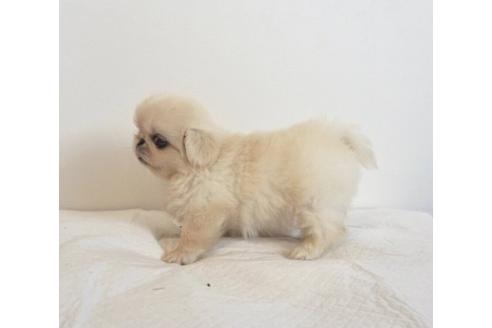 成約済の香川県のペキニーズ-74036の4枚目