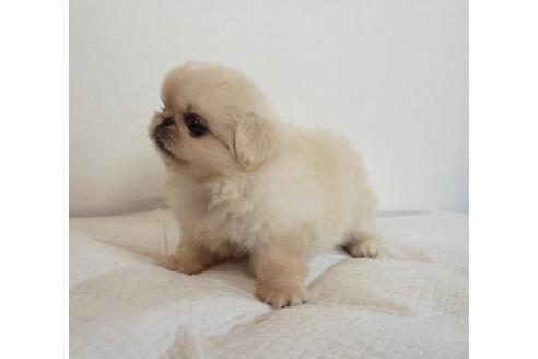 成約済の香川県のペキニーズ-74036の3枚目