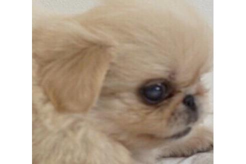 成約済の香川県のペキニーズ-74036の2枚目