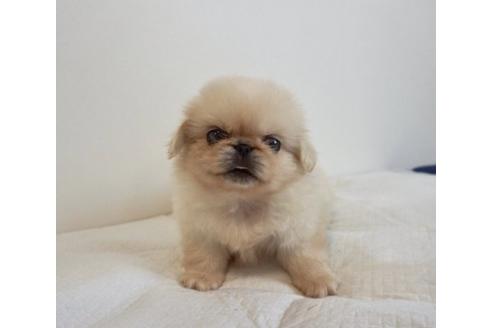 成約済の香川県のペキニーズ-74036