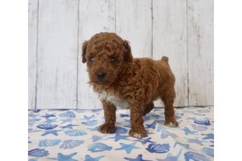 成約済の香川県のタイニープードル-74039の3枚目