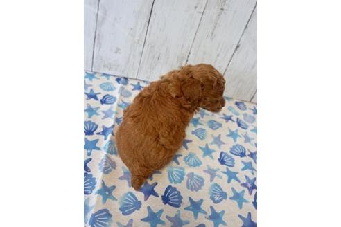 成約済の香川県のタイニープードル-74039の2枚目