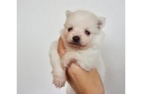 成約済の香川県のポメラニアン-74040の2枚目