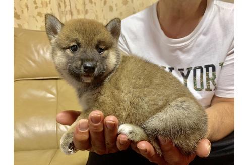 成約済の徳島県の柴犬-74265の2枚目