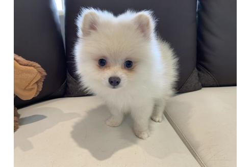 広島県のポメラニアン 男の子 2019 04 27生まれ クリーム 子犬id