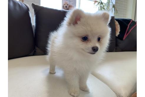広島県のポメラニアン 男の子 2019 04 27生まれ クリーム 子犬id 74299 ブリーダーナビ