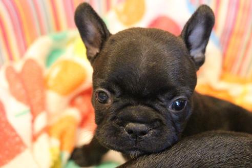 成約済の愛知県のフレンチブルドッグ-72085の13枚目