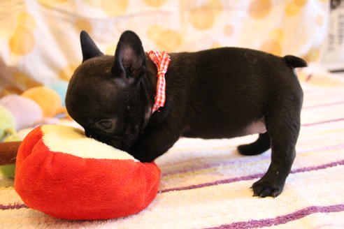 成約済の愛知県のフレンチブルドッグ-72085の12枚目