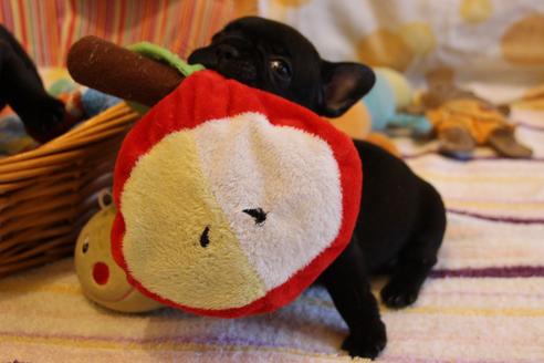 成約済の愛知県のフレンチブルドッグ-72085の11枚目