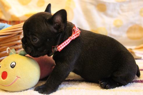 成約済の愛知県のフレンチブルドッグ-72085の10枚目