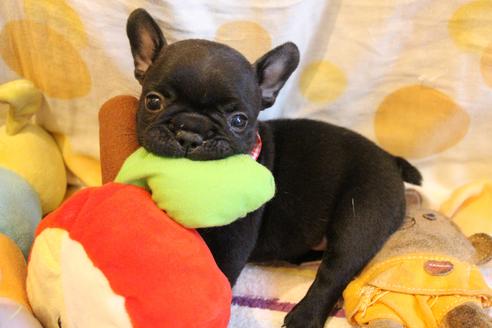 成約済の愛知県のフレンチブルドッグ-72085の8枚目