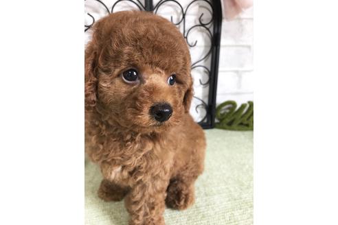 成約済の岡山県のタイニープードル-74297の3枚目