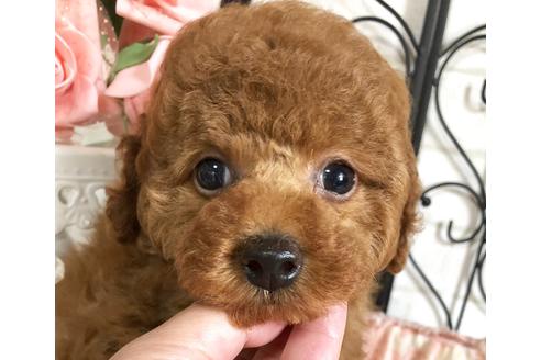 成約済の岡山県のタイニープードル-74297の1枚目