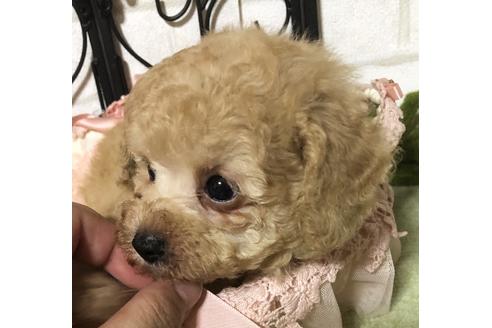 成約済の岡山県のティーカッププードル-74298の4枚目