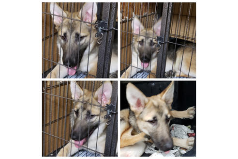 北海道のその他の犬種 男の子 18 12 29生まれ ウルフカラー 犬種 ウルフドック 子犬id 632 ブリーダーナビ