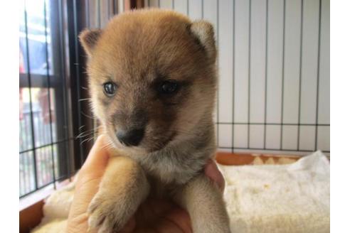 成約済の岡山県の豆柴-74329