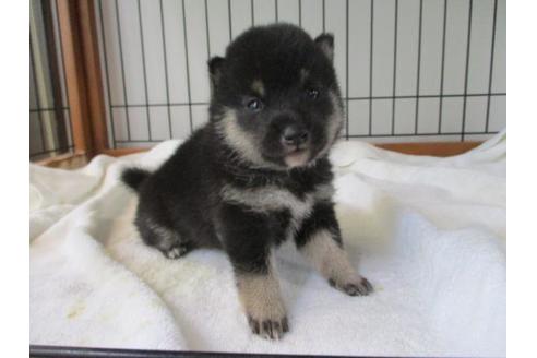 成約済の岡山県の豆柴-74330の3枚目