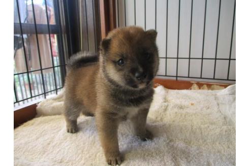 成約済の岡山県の豆柴-74333の2枚目