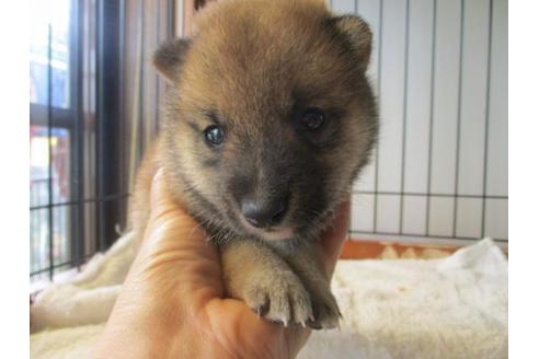成約済の岡山県の豆柴-74333の1枚目