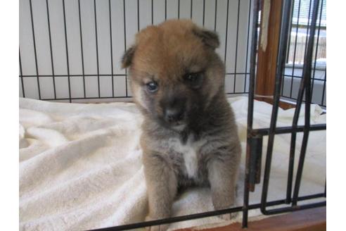 成約済の岡山県の柴犬-74340の2枚目