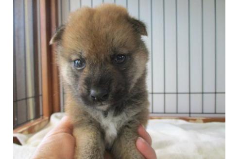 成約済の岡山県の柴犬-74340の1枚目