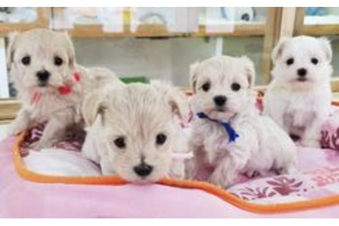 成約済の東京都のミックス犬-72008の3枚目